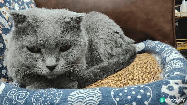 英國短毛藍貓真係好可愛，活潑唔怕人，為食貪玩，非常有好奇心。...