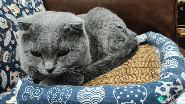 英國短毛藍貓真係好可愛，活潑唔怕人，為食貪玩，非常有好奇心。...