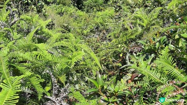 【西貢行山篇】獨孤山、浪茄灣、標尖角觀景台