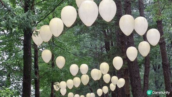 位於首爾嘅南怡島，島不算太大，緩緩步行兩三個小時，就可觀賞完...