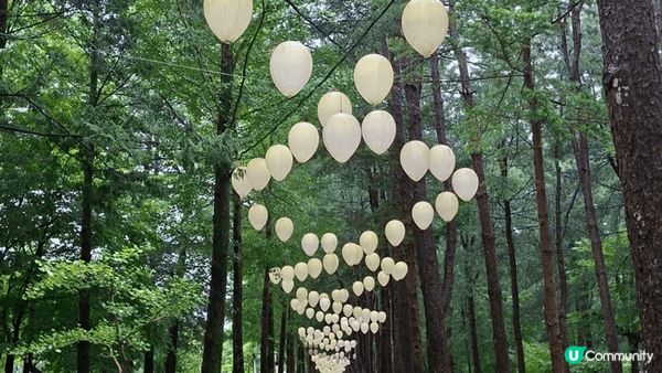 位於首爾嘅南怡島，島不算太大，緩緩步行兩三個小時，就可觀賞完...