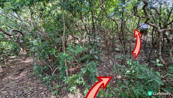 【西貢灣仔(南風灣)碼頭至海下行山篇】望樓仔、棺材角、石灰窰