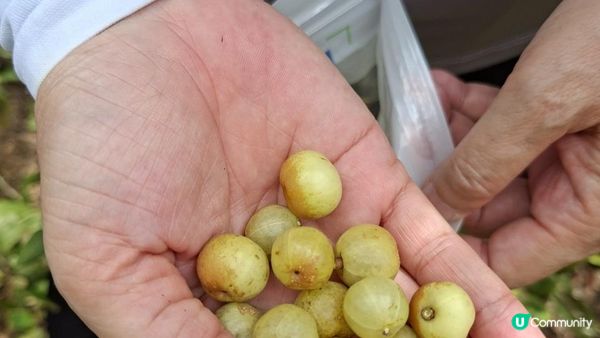 【西貢灣仔(南風灣)碼頭至海下行山篇】望樓仔、棺材角、石灰窰