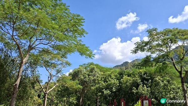 深圳坪山區田頭山【頭陂公園•有水玩💦粉黛草，落雨杉👍】