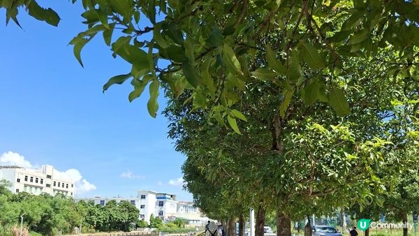 深圳坪山區田頭山【頭陂公園•有水玩💦粉黛草，落雨杉👍】