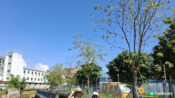 深圳坪山區田頭山【頭陂公園•有水玩💦粉黛草，落雨杉👍】