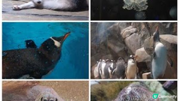 海洋公園半天遊