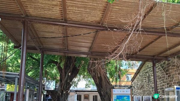 【吉澳冷門行山路線】橫排路、山海亭、雞公嶺、高棚頂、澳背塘徑