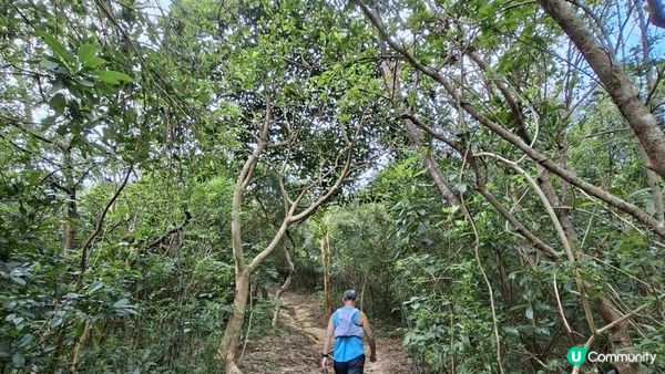 【愉景灣時峰至白芒行山篇】老虎頭觀景台、老虎頭郊遊徑、田寮頂、御筆石林