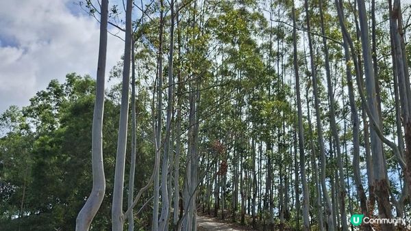【上水華山軍路行山篇】➕️ 雲泉仙館齋菜😋