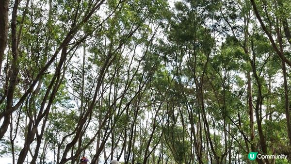 【上水華山軍路行山篇】➕️ 雲泉仙館齋菜😋