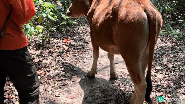 麥理浩多蚊蟲，巧遇牛牛