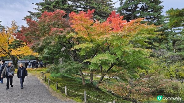 日本金澤嘅兼六園係一個旅遊地方 出名係因為佢有好多雪 吊 係...