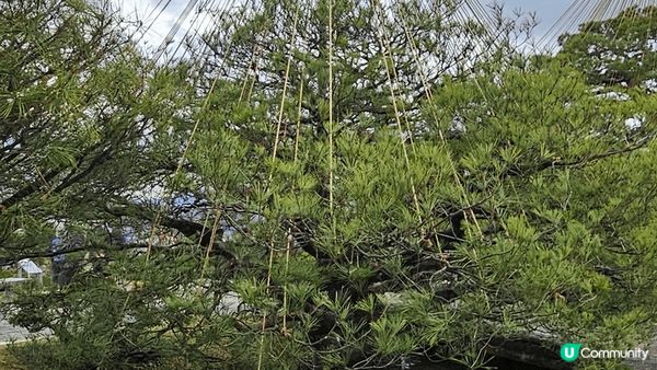 日本金澤嘅兼六園係一個旅遊地方 出名係因為佢有好多雪 吊 係...