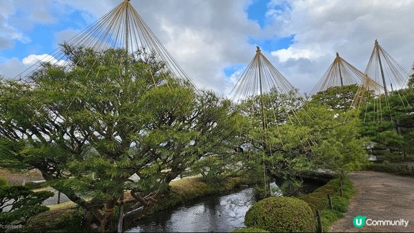 日本金澤嘅兼六園係一個旅遊地方 出名係因為佢有好多雪 吊 係...