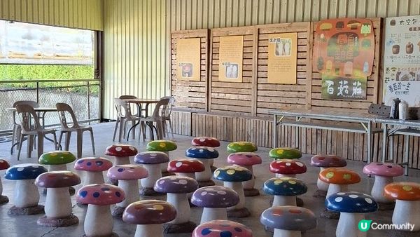Xinshe Mushroom Farm Experience | Taichung, Taiwan