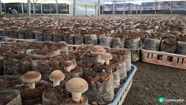 Xinshe Mushroom Farm Experience | Taichung, Taiwan