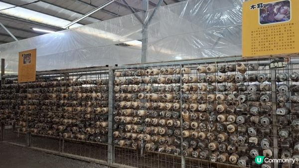 Xinshe Mushroom Farm Experience | Taichung, Taiwan