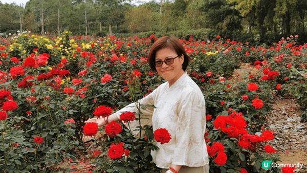 去了廣州從化玫瑰園, 玫瑰花非常漂亮, 值得一去, 地方好大...