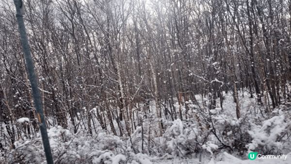 北海道正值下雪季節，遍山滿處皆可見，每處都是打卡點，是冬季旅...
