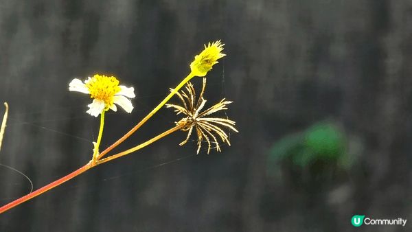 屯馬線顯徑站A岀口出發，行程簡單複習易明😘上一段馬路👉上一段...