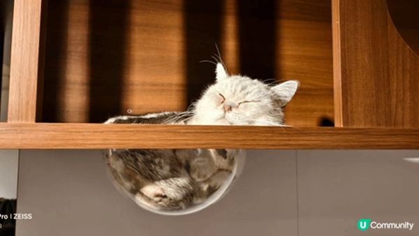 longhorn place ,cat Cafe,  mus...