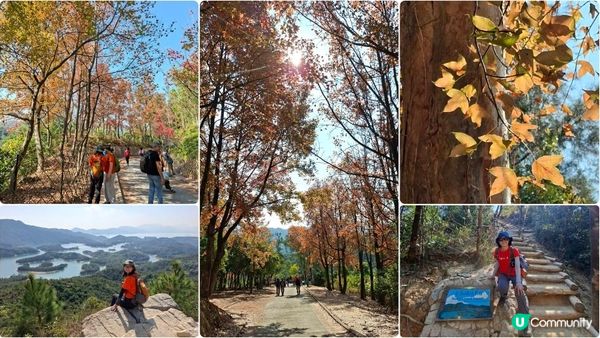 【大欖隧道轉車站至掃管笏郊遊悠】🍁🍁大棠楓香林🍁🍁千