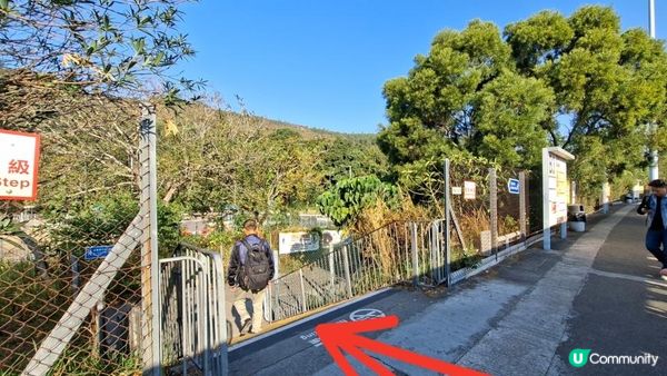 【大欖隧道轉車站至掃管笏郊遊悠】🍁🍁大棠楓香林🍁🍁千