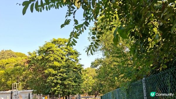 【大欖隧道轉車站至掃管笏郊遊悠】🍁🍁大棠楓香林🍁🍁千