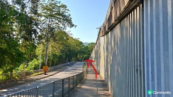 【大欖隧道轉車站至掃管笏郊遊悠】🍁🍁大棠楓香林🍁🍁千