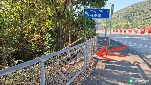 【大欖隧道轉車站至掃管笏郊遊悠】🍁🍁大棠楓香林🍁🍁千