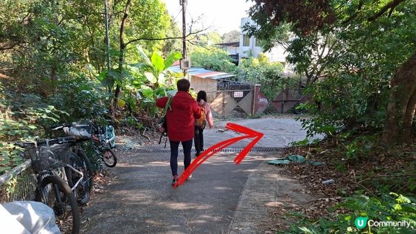 【大欖隧道轉車站至掃管笏郊遊悠】🍁🍁大棠楓香林🍁🍁千