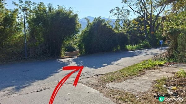 【大欖隧道轉車站至掃管笏郊遊悠】🍁🍁大棠楓香林🍁🍁千