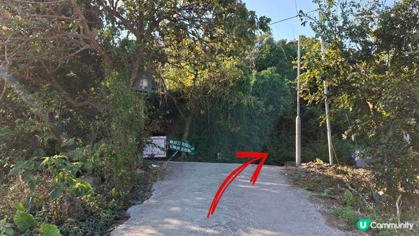 【大欖隧道轉車站至掃管笏郊遊悠】🍁🍁大棠楓香林🍁🍁千