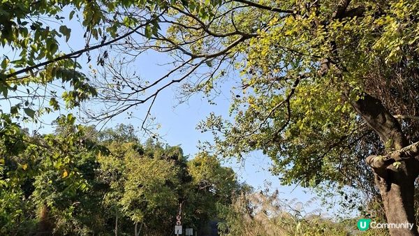 【大欖隧道轉車站至掃管笏郊遊悠】🍁🍁大棠楓香林🍁🍁千