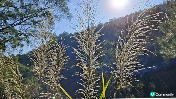 【大欖隧道轉車站至掃管笏郊遊悠】🍁🍁大棠楓香林🍁🍁千