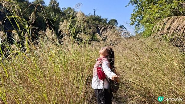 【大欖隧道轉車站至掃管笏郊遊悠】🍁🍁大棠楓香林🍁🍁千