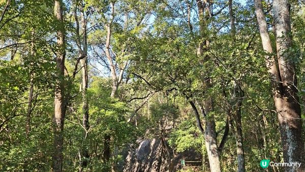 【大欖隧道轉車站至掃管笏郊遊悠】🍁🍁大棠楓香林🍁🍁千