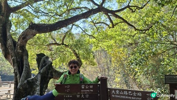 【大欖隧道轉車站至掃管笏郊遊悠】🍁🍁大棠楓香林🍁🍁千