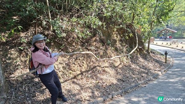 【大欖隧道轉車站至掃管笏郊遊悠】🍁🍁大棠楓香林🍁🍁千