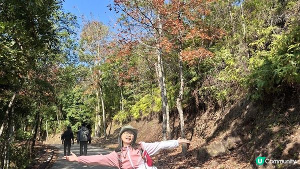 【大欖隧道轉車站至掃管笏郊遊悠】🍁🍁大棠楓香林🍁🍁千