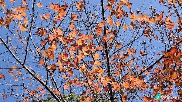 【大欖隧道轉車站至掃管笏郊遊悠】🍁🍁大棠楓香林🍁🍁千