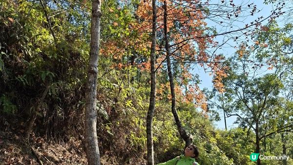 【大欖隧道轉車站至掃管笏郊遊悠】🍁🍁大棠楓香林🍁🍁千