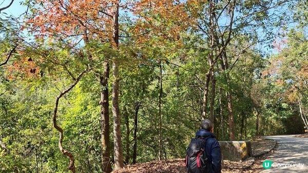 【大欖隧道轉車站至掃管笏郊遊悠】🍁🍁大棠楓香林🍁🍁千