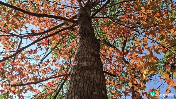 【大欖隧道轉車站至掃管笏郊遊悠】🍁🍁大棠楓香林🍁🍁千