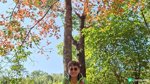 【大欖隧道轉車站至掃管笏郊遊悠】🍁🍁大棠楓香林🍁🍁千