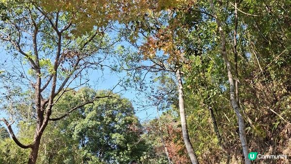 【大欖隧道轉車站至掃管笏郊遊悠】🍁🍁大棠楓香林🍁🍁千