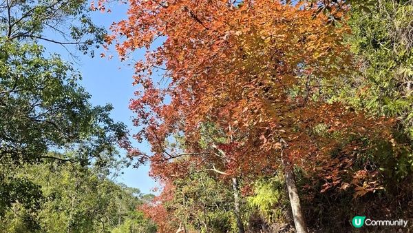 【大欖隧道轉車站至掃管笏郊遊悠】🍁🍁大棠楓香林🍁🍁千