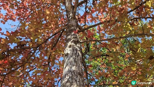 【大欖隧道轉車站至掃管笏郊遊悠】🍁🍁大棠楓香林🍁🍁千
