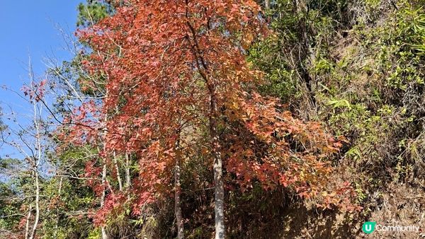 【大欖隧道轉車站至掃管笏郊遊悠】🍁🍁大棠楓香林🍁🍁千